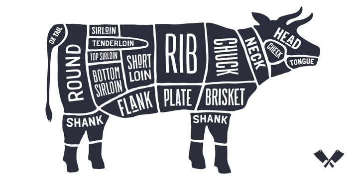 Cow, Beef, hand-drawn butcher cuts meat guide. Vintage butcher beef chart cow silhouette scheme, beef cuts chart butcher shop poster diagram, meat guide beef cuts chart. Vector illustration