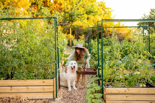 Woman with Maremma Sheepdog in Raised Vegetable Garden