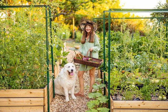 Woman with Maremma Sheepdog in Raised Vegetable Garden