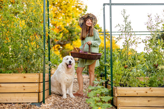 Woman with Maremma Sheepdog in Raised Vegetable Garden
