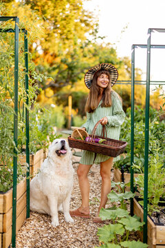 Woman with Maremma Sheepdog in Raised Vegetable Garden