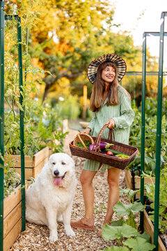 Woman with Maremma Sheepdog in Raised Vegetable Garden