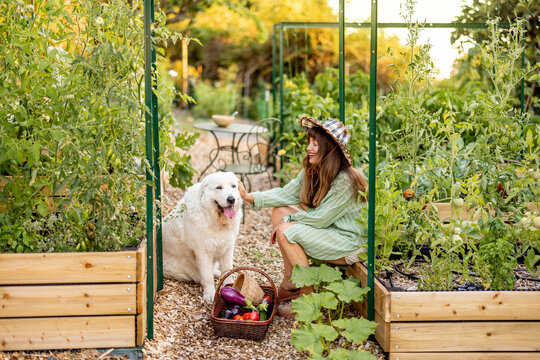 Woman with Maremma Sheepdog in Raised Vegetable Garden