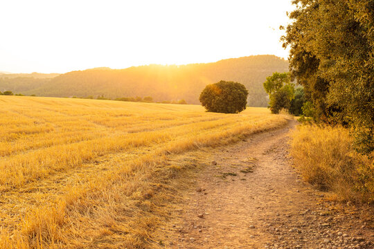 Golden sunset over a rural path through harvested fields in the Mediterranean countryside