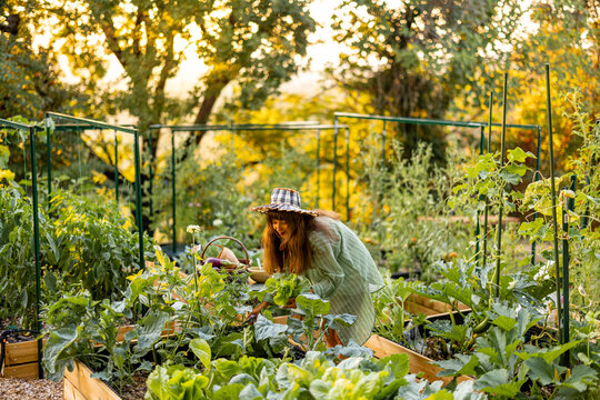 Woman Harvesting Fresh Lettuce in Raised Vegetable Garden