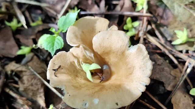 Close-up of a wild forest mushroom growing among green leaves, woodland macro, natural texture, organic environment.