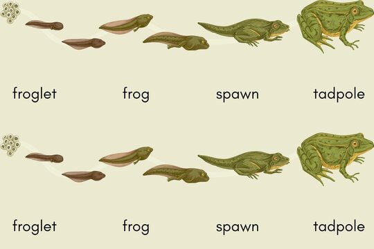 Frog Life Cycle Stages Educational Illustration