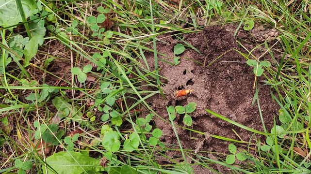 Top view of an active anthill with ants running through grass in a summer forest, natural insect habitat, woodland ecosystem, outdoor exploration