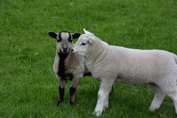 Fototapeta premium Young Farm Lambs with Wooly Fleece in Pasture