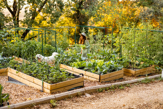 Raised Vegetable Garden with Woman Harvesting Fresh Lettuce