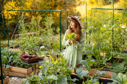 Woman Harvesting Fresh Lettuce in Raised Vegetable Garden