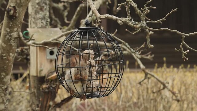 A squirrel has gone inside the bird-feeding ball. A squirrel sits inside a metal ball and licks its paws. There is a birdhouse in the apple tree. Slow-motion.