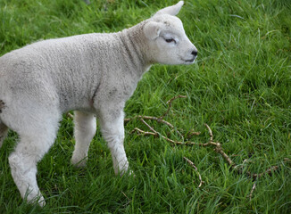 Obraz premium Wooly White Lamb in Lush Green Countryside Field