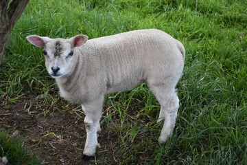 Obraz premium Fuzzy Lamb with Wooly Fleece in Green Pasture