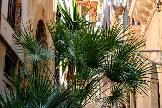 A close-up of the large, fan-shaped leaves of a palm tree, which conceal the alleys of the island of Ortigia in Syracuse, Sicily, in the background