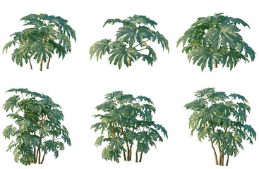 Set of Tetrapanax papyriferus tree elevation, front view, cutout, transparent background, isolate, Collection of Tropical Plants - Lush Greenery for Nature and Landscape Design Projects © Peter Hai