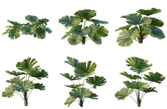 Set of Licuala ramsayi tree elevation, front view, cutout, transparent background, isolate, Detailed Rendered Tropical Fan Palm Plants - A Collection for Design and Visualizations