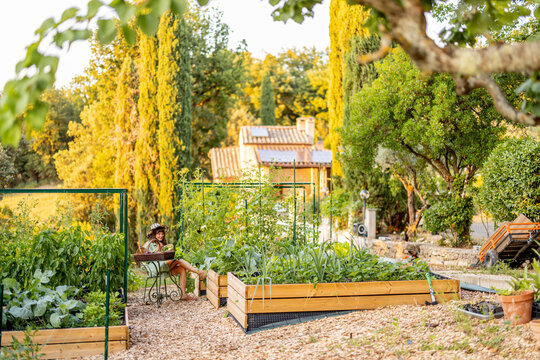 Raised Vegetable Garden at Golden Hour with Woman Relaxing