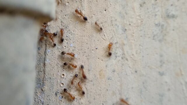 A group of red ants walking on the wall texture the afternoon