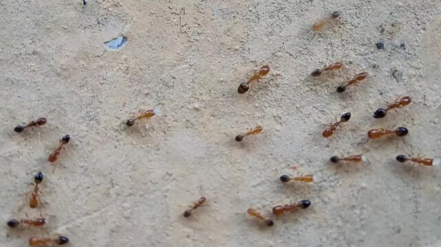 A group of red ants walking on the wall texture the afternoon