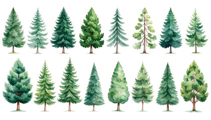 Obraz premium Watercolor Pine Tree Illustrations Isolated on White Background