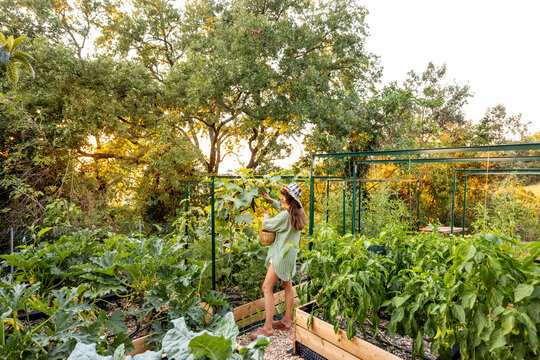 Woman Harvesting Vegetables in Lush Raised Bed Garden at Sunset