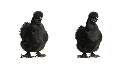 Fototapeta premium Two fluffy black silkie chickens standing side by side isolated on transparent background