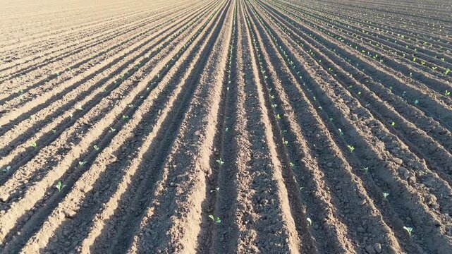 Rows of new planted crops stretch into golden distance