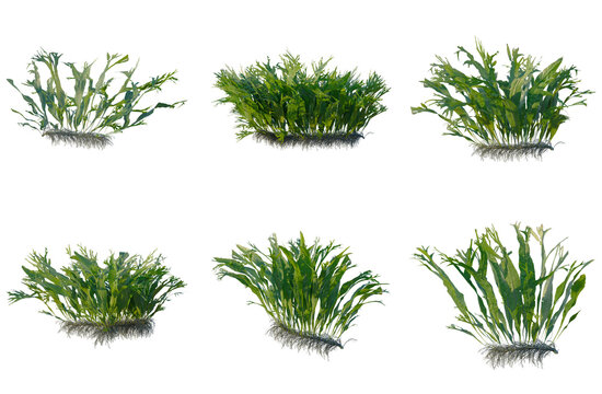 Set of Microsorum pteropus windelov tree elevation, front view, cutout, transparent background, isolate