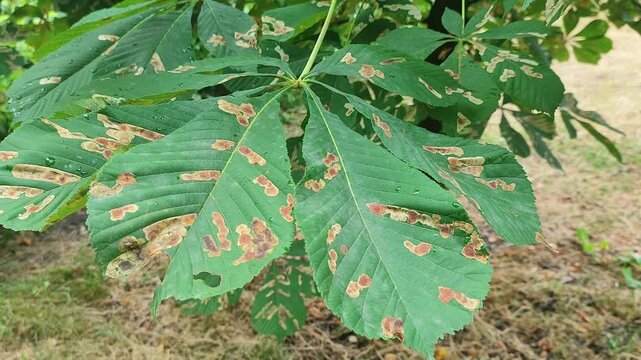 Horse chestnut leaf infected with leaf blotch fungus. Fungal disease showing brown spots on green foliage. Botanical condition of tree affected by plant pathogen.