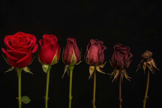 A red rose in stages of decay arranged on a dark background with shallow depth of field.