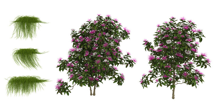 Collection of Casuarina Grass,Clerodendrum plants on transparent background
