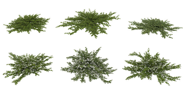 Collection of Correa plants on transparent background