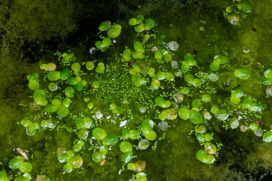 Floating mat of Wolffia arrhiza (rootless duckweed), recognized as one of the world's smallest globose flowering plants.