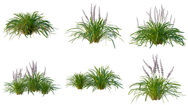 Set of Liriope muscari variegata tree elevation, front view, cutout, transparent background, isolate, Variety of ornamental grasses with purple flower spikes - perfect for landscaping designs.