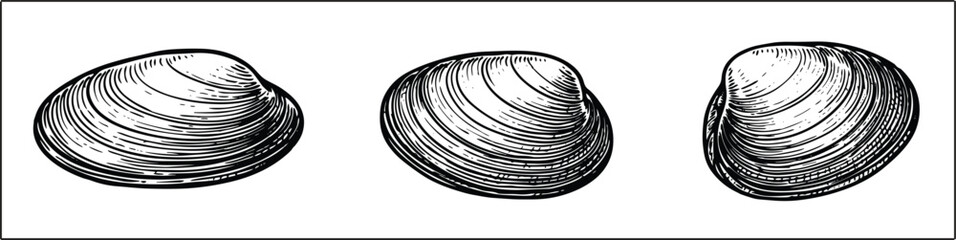 Detailed bivalve shell illustrations, classic ocean mollusk vector artwork isolated nautical decorative collection design © Mominul