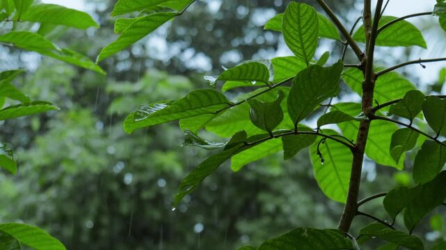 Green leaves in heavy rain with blurred background