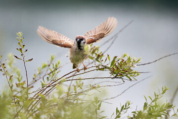 great tit parus major © smirs