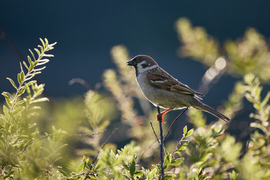 sparrow on a branch