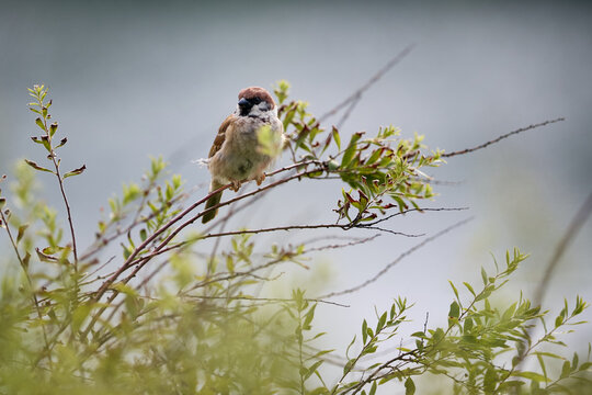 sparrow on a branch
