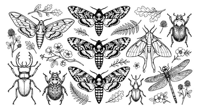 Detailed vintage insect and moth sketch collection featuring deaths head hawkmoth beetles dragonfly fern leaves and botanical line art vectors