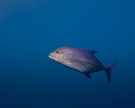 Blue Trevally jackfish Carangoides ferdau swimming solitary in the deep blue open water of the Red Sea