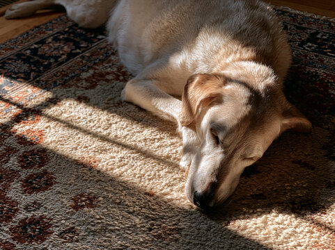 Cozy Labrador Napping Indoors: Adorable Dog Breathing Life into Home Environment