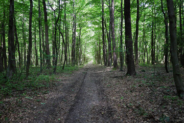 Fototapeta premium A dirt road stretches through a dense green forest, illuminated by soft daylight filtering through the tree canopy. The tree trunks create a distinct rhythm, and the ground is covered with fallen leav