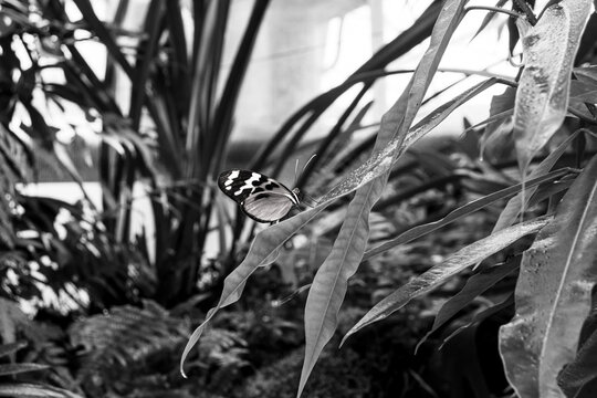 Tiger Longwing (Heliconius ismenius) butterfly sitting on greenery leaves in black and white