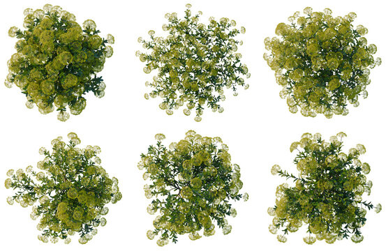 Set of Bupleurum fruticosum tree plan, top view, cutout, transparent background, isolate, Six different shapes of green bush trees aerial view - landscaping design elements for digital art