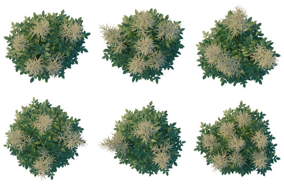 Set of Aruncus sylvester tree plan, top view, cutout, transparent background, isolate, Collection of lush green shrubs with delicate blossoms, ideal for landscape design and botanical illustrations.