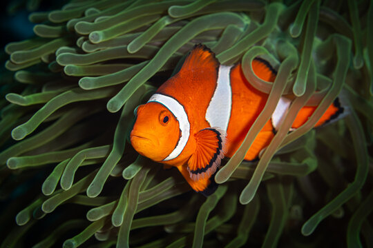 Orange Fish @ Leyte, The Philippines