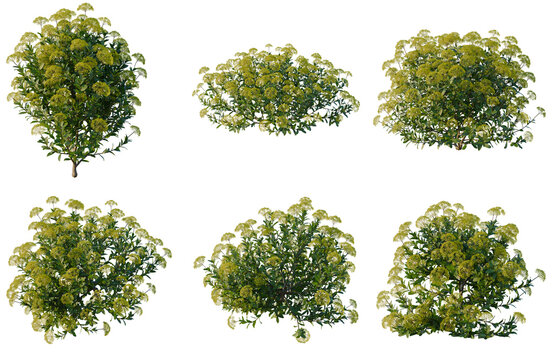Set of Bupleurum fruticosum tree elevation, front view, cutout, transparent background, isolate, Collection of Lush Green Bushes with Yellow Flowers - Ideal for Landscape Design and Visuals