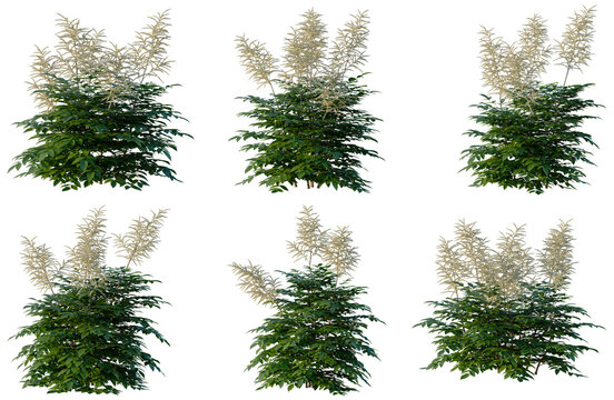 Set of Aruncus sylvester tree elevation, front view, cutout, transparent background, isolate, Detailed Digital Rendering of Flowering New Jersey Tea Shrubs with Lush Green Foliage